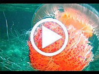 Видео 'Чем опасно море'